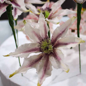 Clematis