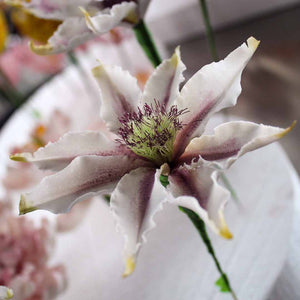 Clematis