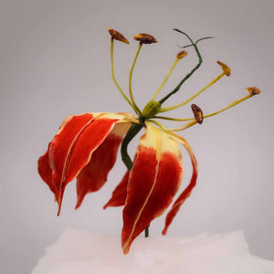 Flame Lily