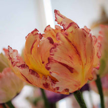 Load image into Gallery viewer, Parrot Tulip
