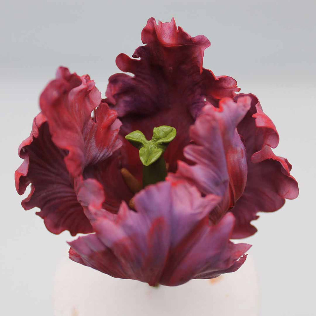 Parrot Tulip
