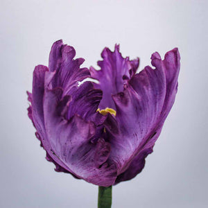 Parrot Tulip