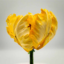 Load image into Gallery viewer, Parrot Tulip
