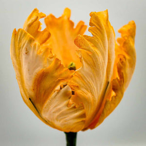 Parrot Tulip