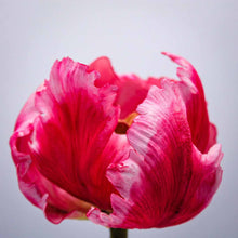 Load image into Gallery viewer, Parrot Tulip
