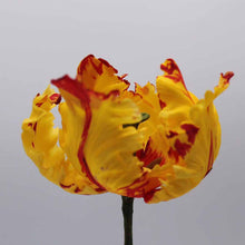 Load image into Gallery viewer, Parrot Tulip
