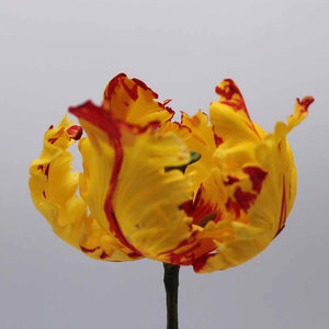 Parrot Tulip