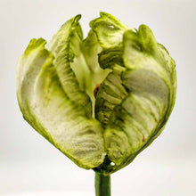 Load image into Gallery viewer, Parrot Tulip
