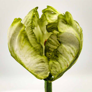 Parrot Tulip