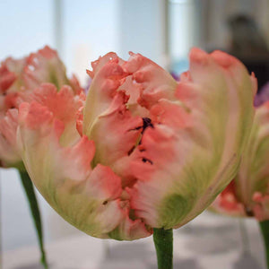 Parrot Tulip